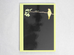 Tokyo Parrots | Yoshinori Mizutani | Amana 2014