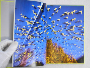 Tokyo Parrots | Yoshinori Mizutani | Amana 2014