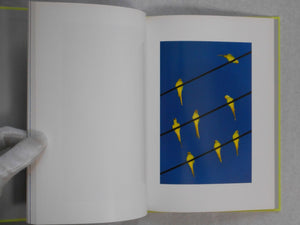 Tokyo Parrots | Yoshinori Mizutani | Amana 2014