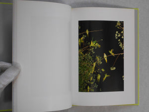 Tokyo Parrots | Yoshinori Mizutani | Amana 2014