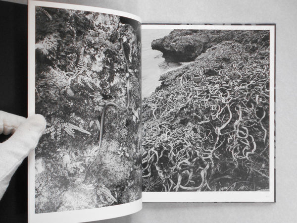 Wandering dog | Mai Nakama | GRAF Publishers 2024
