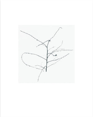 Michael Kenna Hokkaido 2020 - Collotype portfolio | Michael Kenna | Benrido 2023