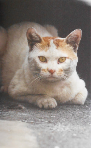 Tokyo a raies | Papa-chat Yokokawa (Tatsuyuki Yokokawa) | Self published 2015