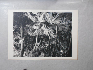 Chikuma Photo Gallery vol.1 | Hiroshi Hamaya | Chikuma Shobo 1971