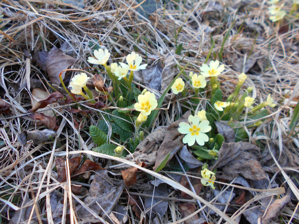 Spring has come!