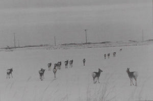 Shikawatari, Deer crossing | Chieko Shiraishi | Sokyusha 2020 [THIRD PRINTING] [SIGNED]