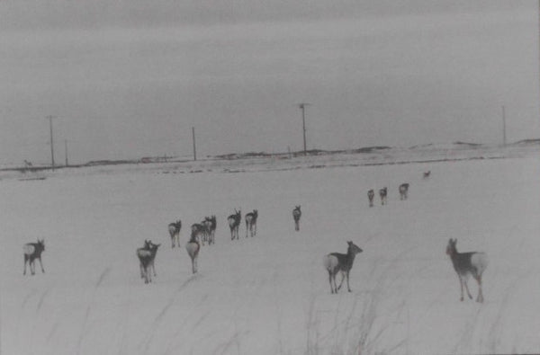 Shikawatari, Deer crossing | Chieko Shiraishi | Sokyusha 2020 [THIRD PRINTING] [SIGNED]