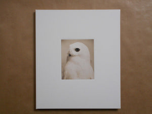 Yamamoto Masao | Masao Yamamoto | kiku label 2025 [SIGNED]