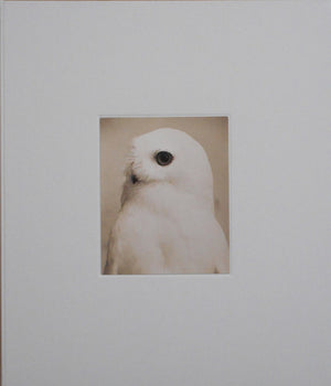 Yamamoto Masao | Masao Yamamoto | kiku label 2025 [SIGNED]