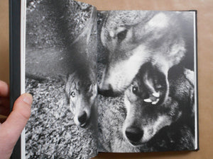 Vanishing | Anna Arendt | Charcoal Press 2025 [SIGNED]