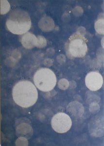 Shimmers | Alison McCauley | Photo Editions 2024