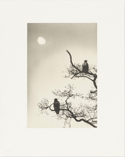 Birds 2 - Collotype Portfolio | Masao Yamamoto | Benrido 2025