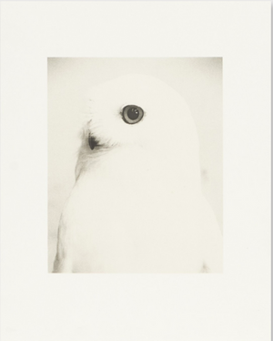 Birds 2 - Collotype Portfolio | Masao Yamamoto | Benrido 2025