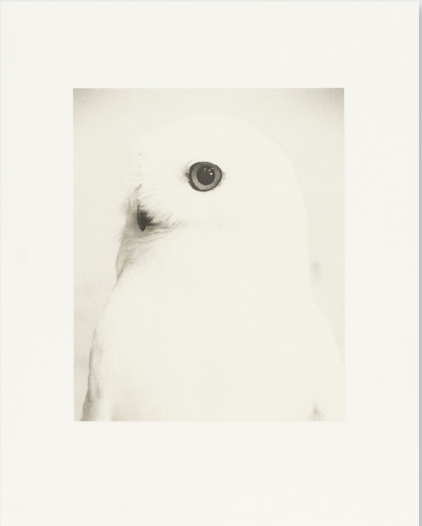 Birds 2 - Collotype Portfolio | Masao Yamamoto | Benrido 2025