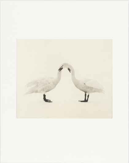 Birds 2 - Collotype Portfolio | Masao Yamamoto | Benrido 2025