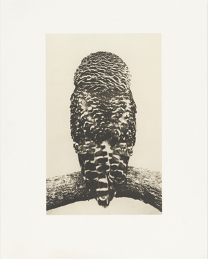 Birds 2 - Collotype Portfolio | Masao Yamamoto | Benrido 2025