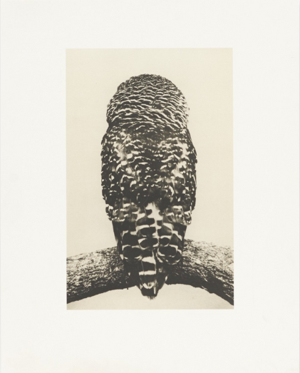 Birds 2 - Collotype Portfolio | Masao Yamamoto | Benrido 2025