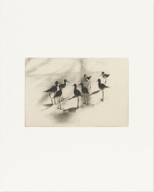 Birds 2 - Collotype Portfolio | Masao Yamamoto | Benrido 2025