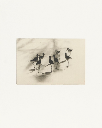 Birds 2 - Collotype Portfolio | Masao Yamamoto | Benrido 2025
