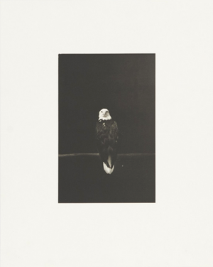 Birds 2 - Collotype Portfolio | Masao Yamamoto | Benrido 2025