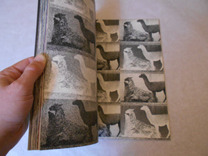 Kobi | Iwago Tokomitsu | Nobel shobo 1970