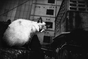 Okinawa | Anders Petersen | T&M Projects 2018